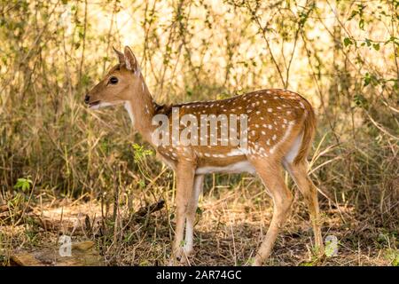 cerf à pois avec son look élégant donnant une posture au photographe de la réserve de tigre de bandipur Banque D'Images