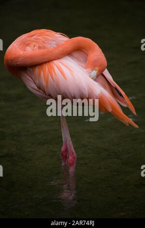 Flamingo Américain Ou Caraïbe Banque D'Images