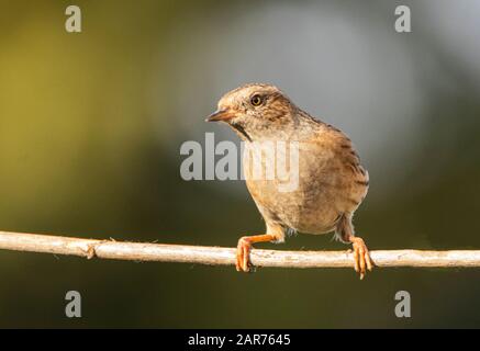 Dunnock, Prunella modularis, perché sur une branche au soleil, hiver 2019, Royaume-Uni, Bedfordshire Banque D'Images