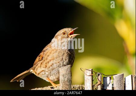 Dunnock, Prunella modularis, perché sur une branche au soleil, hiver 2019, Royaume-Uni, Bedfordshire Banque D'Images