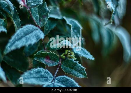 détail de feuilles givrées pendant l'hiver matin avec des morceaux de glace et de beau bokeh Banque D'Images
