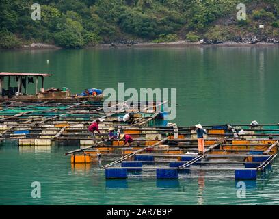 Vietnamiens travaillant dans une ferme de poissons, Lan Ha Bay, Vietnam, Asie Banque D'Images