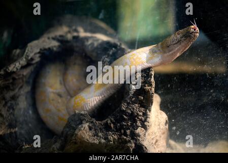 Un Python birman dans une cage de verre à un zoo d'État. Banque D'Images