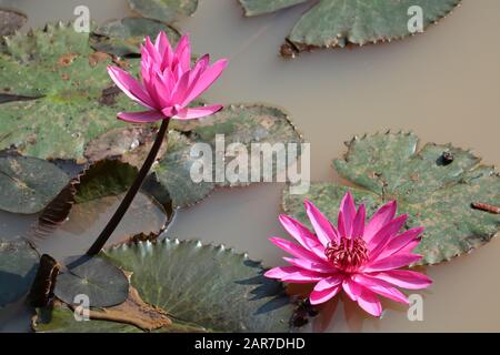 Lilys d'eau rose - Nymphée pubescens Banque D'Images