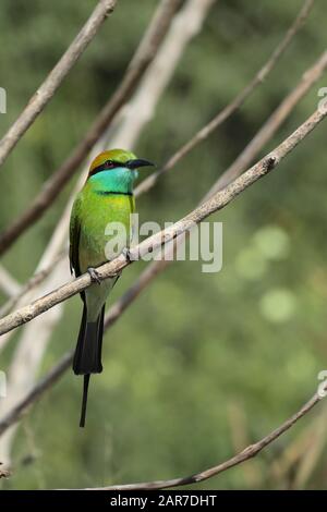 Green Bee Eater - Merops orientalis Banque D'Images