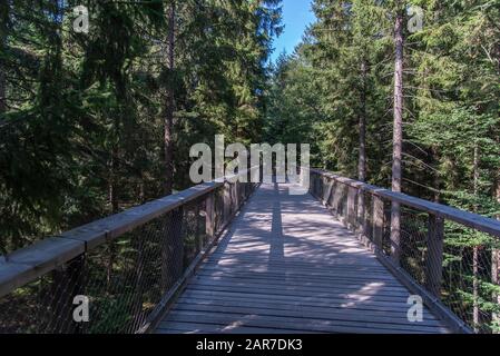 Tour D'Arbres, Promenade En Haut De L'Arbre, Parc National De La Forêt Bavaroise, Neuschönau, Bavière, Allemagne Baumturm Im Nationalparkzentrum Lusen Im Bayerischen Wald. Banque D'Images