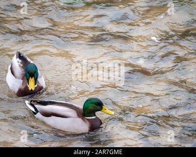 Deux mâles et une femelle d'Anade Real sur la rivière Madrid à Madrid Banque D'Images