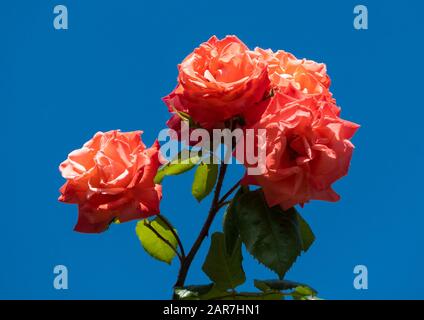 Roses rouges contre un ciel bleu Banque D'Images