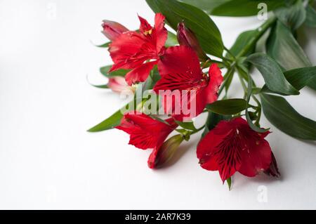 Belles fleurs d'Alstroemeria. Fleurs rouges et feuilles vertes sur fond blanc. Lily Péruvienne. Banque D'Images