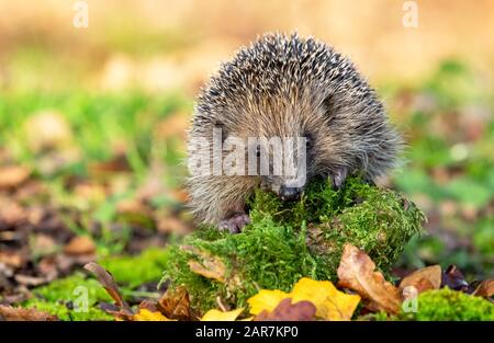 Hérisson (nom latin: Erinaceus europaeus) sauvage, haies indigènes dans l'habitat naturel des bois, avec mousse verte et herbe. Nettoyer l'arrière-plan.Paysage Banque D'Images