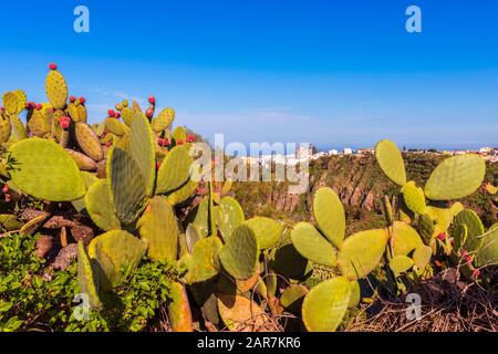 Cactus près du village de Moya Gran Canaria Espagne Banque D'Images