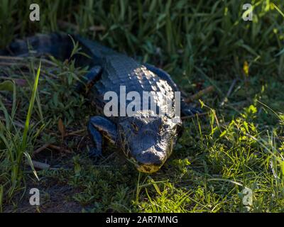 Crocodile bains de soleil dans l'herbe Banque D'Images