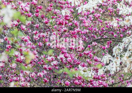 les magnolias fleurissent magnifiquement lors d'une soirée chaude Banque D'Images
