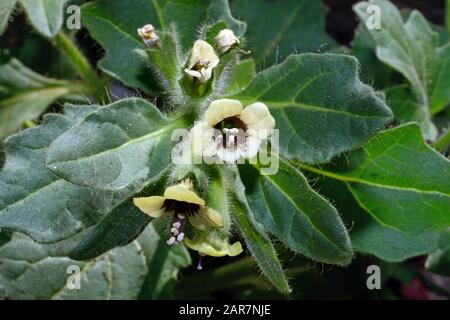 Hyoscyamus albus (henbane blanc) est originaire du sud de l'Europe trouvé dans un sol sec, non cultivé, des murs et des marges de champ. Banque D'Images