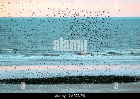 Blackpool, Lancashire. Météo britannique. 26 janvier 2020 coucher De soleil Coloré comme les starlings se rassemblent pour se faire voler en nombres énormes sous la jetée nord. Ces incroyables oiseaux ont mis sur un superbe écran de vol à l'un de seulement une poignée de leurs sites favoris de roosting dans tout le Royaume-Uni. Les énormes troupeaux d'affamés, estimés à 60 000, sont rejoints par des troupeaux migratoires du continent plus froid. Dans des conditions très venteuses, ces immenses masses de dizaines de milliers d'oiseaux se rassemblent sur le front de mer avant de voler à leurs roostes dans l'abri relatif de la structure de la jetée.Credit: Mediaworld Images/AlamyLiveNews Banque D'Images