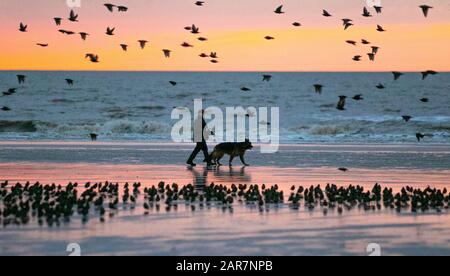 Blackpool, Lancashire. Météo britannique. 26 janvier 2020 coucher De soleil Coloré comme les starlings se rassemblent pour se faire voler en nombres énormes sous la jetée nord. Ces incroyables oiseaux ont mis sur un superbe écran de vol à l'un de seulement une poignée de leurs sites favoris de roosting dans tout le Royaume-Uni. Les énormes troupeaux d'affamés, estimés à 60 000, sont rejoints par des troupeaux migratoires du continent plus froid. Dans des conditions très venteuses, ces immenses masses de dizaines de milliers d'oiseaux se rassemblent sur le front de mer avant de voler à leurs roostes dans l'abri relatif de la structure de la jetée. Crédit : Mediaworld Images/AlamyLiveNews Banque D'Images