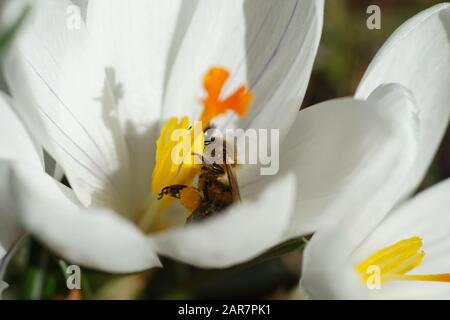 Printemps - macroshot d'une abeille collectant du pollen sur un crocus blanc sous un soleil brillant Banque D'Images