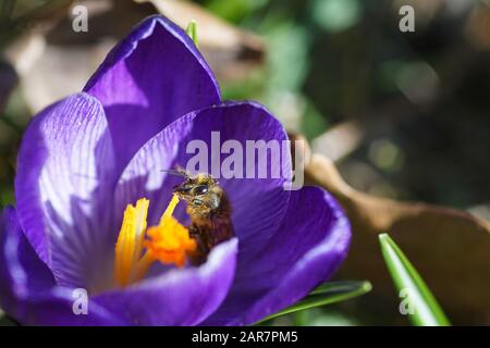 Springtime - macroshot d'une abeille collectant du pollen sur un crocus pourpre sous un soleil brillant Banque D'Images