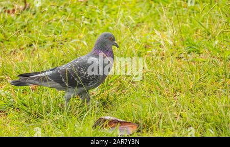 columba livia pigeon commun marchant sur le terrain à l'extérieur et à la lumière du jour Banque D'Images