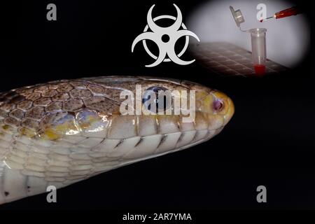 Échantillon de coronavirus en flacon avec tête de serpent et seringue avec image composite de goutte de sang Banque D'Images