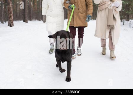 Jeune retriever noir sur la laisse marchant sur la neige avec son propriétaire et deux filles Banque D'Images