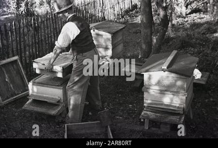 Années 1950, historique, à l'extérieur, un homme âgé déplaçant des plateaux de miel cru de ses ruches, pour l'utiliser dans la fabrication de l'hydromel, une ancienne boisson alcoolisée, souvent brassée maison, également connue sous le nom de vin de miel, Angleterre, Royaume-Uni. Banque D'Images