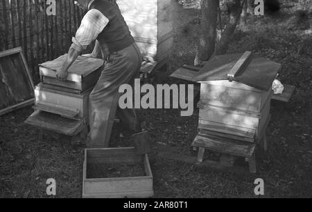 Années 1950, historique, à l'extérieur, un homme âgé déplaçant des plateaux de miel cru de ses ruches, pour l'utiliser dans la fabrication de l'hydromel, une ancienne boisson alcoolisée, souvent brassée maison, également connue sous le nom de vin de miel, Angleterre, Royaume-Uni. Banque D'Images