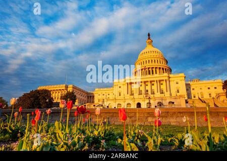 Tulipes fleurs au-dessus du Capitole des États-Unis maison du Congrès des États-Unis sur National Mall à Washington, D.C. Banque D'Images