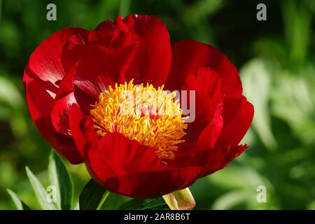 Chervoni Vitryla pivoine. Fleur de pivoine rouge. Paeonia lactiflora pivoine chinoise (ou même jardin pivoine). Banque D'Images