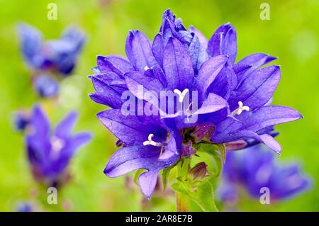 Bellflower (campanula glomerata), gros plan d'une seule tête de fleur avec d'autres en arrière-plan. Banque D'Images