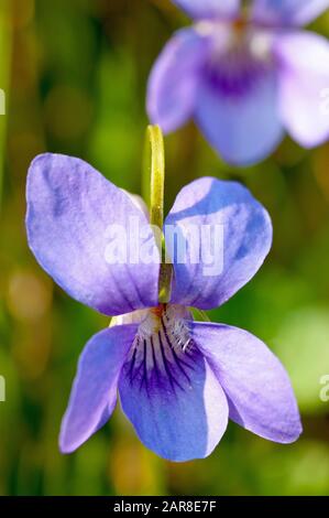 Violet-chien commun (violette riviniana), gros plan d'une seule fleur. Banque D'Images