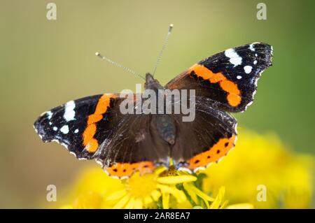 Papillon de paon reposant sur Ragwort Banque D'Images