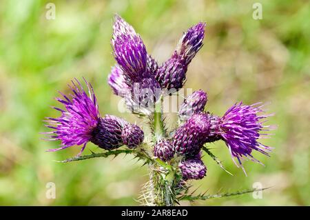 Marsh Thistle (cirsium palustre), gros plan montrant les têtes de fleurs étroitement emballées sur le dessus de la tige. Banque D'Images