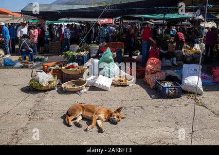 Villa de Leyva, jour de marché, trop pour ce chien que les clients visitent ce marché animé de week-end derrière. Banque D'Images