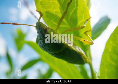 coléoptère vert en congé avec fond bleu ciel, image super coléoptère macro, fond macro faune Banque D'Images