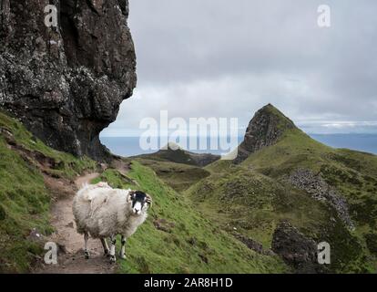 Le mouton bloque le chemin étroit sur le sentier de randonnée à Quaring, île de Skye, Écosse Banque D'Images