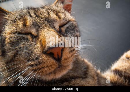 Cat léche sa paw, la langue de chat après avoir mangé, le chat charmant lécher sa paw Banque D'Images