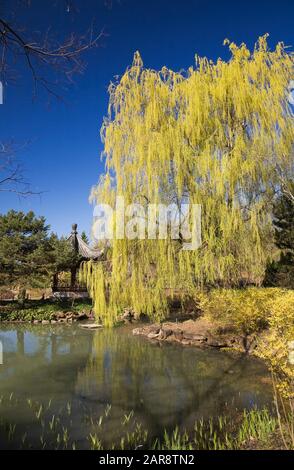 Le pavillon de la douceur infinie et un saule de sauge Salix Arbre sur le bord de l'étang de Lotus dans le Jardin chinois au printemps Banque D'Images