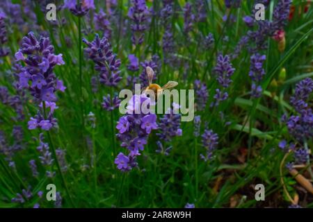 Abeille de miel collectant du pollen sur une fleur dans le jardin, l'abeille volante, l'abeille sur la fleur, la photographie d'abeille Super macro Banque D'Images