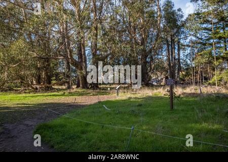 Monarch Butterfly, Danaus plexippus, sanctuaire à une destination de migration hivernale à Lighthouse Field State Beach à Santa Cruz, Californie, États-Unis Banque D'Images