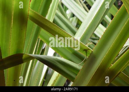 Anolis equestris sur Ananas comosus à la Havane Cuba près de la plage Banque D'Images