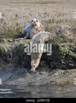 Les phoques du port (Phoca vitulina richardsi) glissent dans l'eau le long des rives de Elkhorn Slough, dans la réserve naturelle de Moss Landing en Californie Banque D'Images