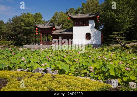 Le pavillon de bateau en pierre dans l'étang de Lotus avec Nelumbo nucifera - Lotus fleurit le jardin chinois en été. Jardin botanique de Montréal, Québec, Canada Banque D'Images