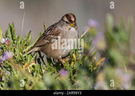 Bruant à couronne blanche juvénile, Zonotrichia leucophyrys, fourrage à Sunset State Beach près de Santa Cruz, Californie, États-Unis Banque D'Images