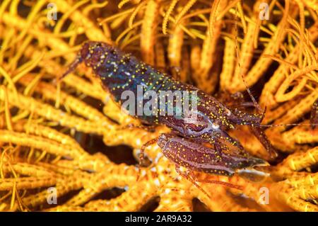 Shrimp de Stimpson, Synalpheus stimpsoni sur Crinoïde, classe Crinoidea, site de plongée Nudi Retreat, détroit de Lembeh, Sulawesi, Indonésie, Oce du Pacifique Banque D'Images