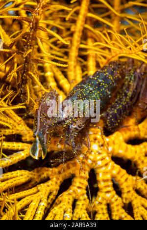 Shrimp de Stimpson, Synalpheus stimpsoni sur Crinoïde, classe Crinoidea, site de plongée Nudi Retreat, détroit de Lembeh, Sulawesi, Indonésie, Oce du Pacifique Banque D'Images