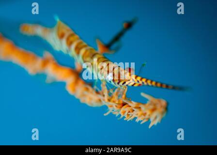 Scie À Lame Shrimp, Tozeuma Armatum, Site De Plongée Sur Pente Makawide, Détroit De Lembeh, Sulawesi, Indonésie, Océan Pacifique Banque D'Images