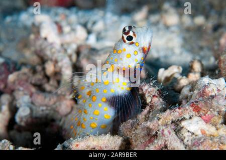 Shrimpgoby à pois, Amblyeleotris guttata, trou de protection, site de plongée Tanjung Riarwepan, île Mioswaar, baie Cendrawasaih, péninsule de tête d'oiseau, P Ouest Banque D'Images