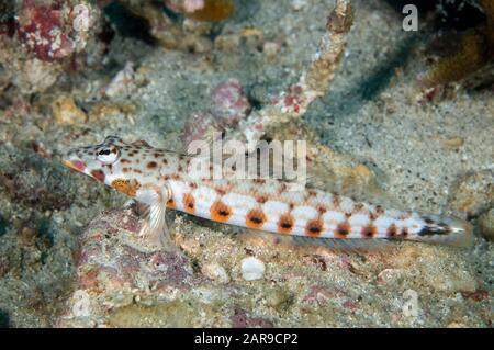 Sandperch, Parapercas Clathrata, Site De Plongée Sous Le Rêve De Californie, Détroit De Lembeh, Sulawesi, Indonésie, Océan Indien Banque D'Images