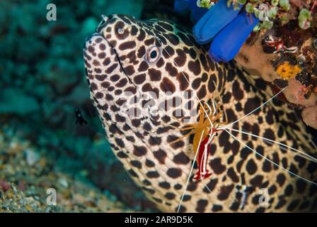 Moray Eel à pois noirs, Gymnothorax favagineus, avec crevettes nettoyables à dos de bosse, Lysmata amboinensis, site de plongée Pulau Kraka, Run Island, Moluccas, Banda Banque D'Images